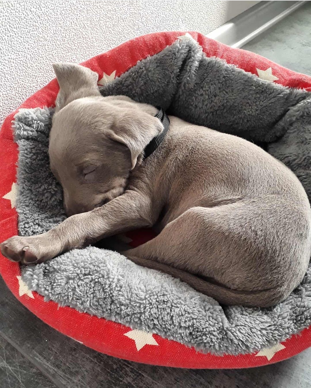 abu-sleeping