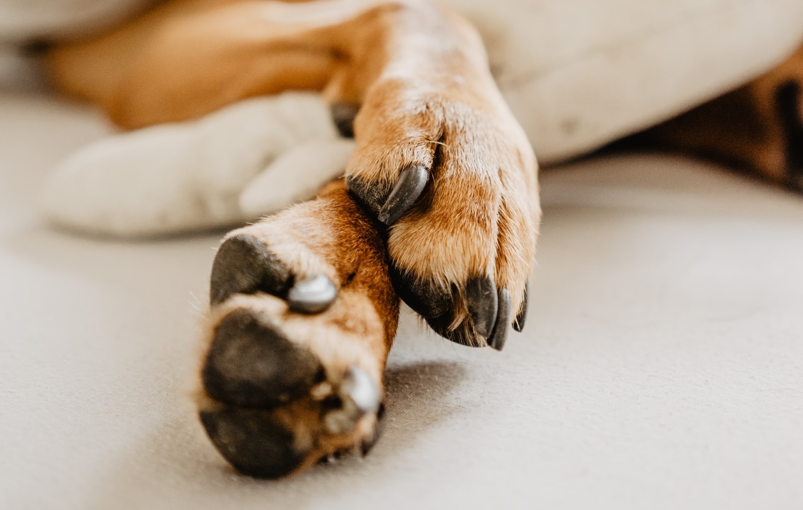 paws